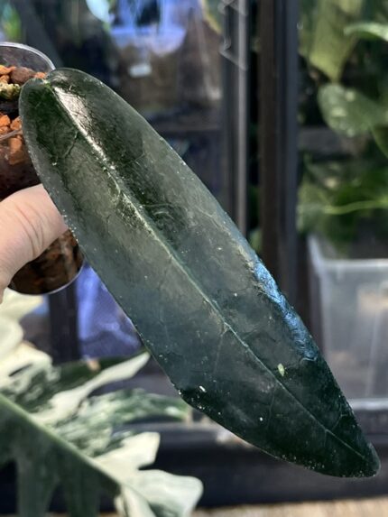 hoya aff stenakei