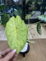 Alocasia dragon scale albo variegata #1 - obrazek 4