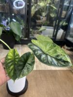 Alocasia dragon scale albo variegata #1 - obrazek 2