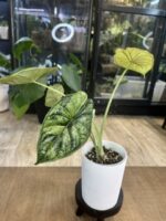 Alocasia dragon scale albo variegata #1 - obrazek 3