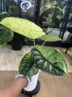 Alocasia dragon scale albo variegata #1