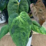 Anthurium Fort Sherman x X One variegata, unikatowa autorska hybryda z naszego matecznika o dużych liściach z jasną variegacją, luksusowa roślina kolekcjonerska, Variegarden.