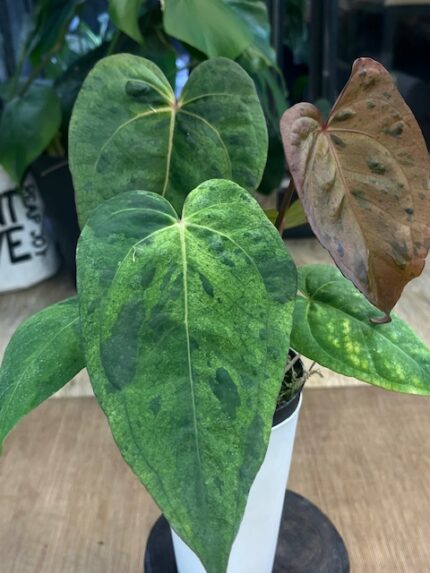 Anthurium Fort Sherman x X One variegata, unikatowa autorska hybryda z naszego matecznika o dużych liściach z jasną variegacją, luksusowa roślina kolekcjonerska, Variegarden.