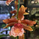 Cambria storczyk, orchidea Cambria, rzadkie storczyki, brązowy storczyk, Oncidium hybryda, Cambria pielęgnacja, podłoże do storczyków, kolekcjonerskie rośliny egzotyczne, rośliny domowe, kwiaty do salonu, Variegarden.