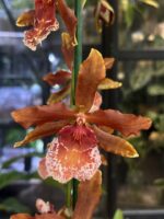 Cambria storczyk, orchidea Cambria, rzadkie storczyki, brązowy storczyk, Oncidium hybryda, Cambria pielęgnacja, podłoże do storczyków, kolekcjonerskie rośliny egzotyczne, rośliny domowe, kwiaty do salonu, Variegarden.