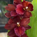 Cambria bordowa, kolekcjonerski storczyk o głębokich ciemnoczerwonych kwiatach, aksamitne płatki w kolorze burgundu, rzadka orchidea o pofalowanych brzegach, Variegarden.