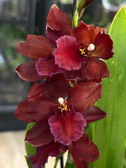 Cambria bordowa, kolekcjonerski storczyk o głębokich ciemnoczerwonych kwiatach, aksamitne płatki w kolorze burgundu, rzadka orchidea o pofalowanych brzegach, Variegarden.