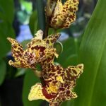 Cambria (storczyk tygrysi), kolekcjonerska orchidea o żółto-bordowych, wzorzystych kwiatach, drapieżne ubarwienie płatków, egzotyczny storczyk z pąkami na pędzie, Variegarden.