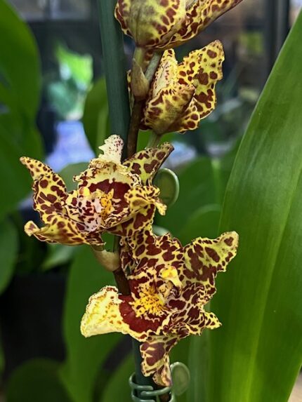 Cambria (storczyk tygrysi), kolekcjonerska orchidea o żółto-bordowych, wzorzystych kwiatach, drapieżne ubarwienie płatków, egzotyczny storczyk z pąkami na pędzie, Variegarden.
