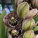 Cymbidium Magic Vogel, kolekcjonerski storczyk o licznych trwałych kwiatach, egzotyczna orchidea o nasyconych barwach i wzorzystej warżce, długie skórzaste liście, Variegarden.