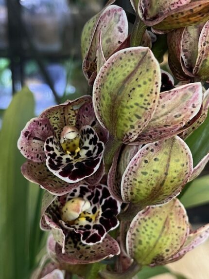 Cymbidium Magic Vogel, kolekcjonerski storczyk o licznych trwałych kwiatach, egzotyczna orchidea o nasyconych barwach i wzorzystej warżce, długie skórzaste liście, Variegarden.