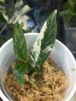 Ficus sagittata ‘Pink’ #1 - obrazek 2