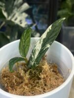 Ficus sagittata ‘Pink’ #1 - obrazek 3