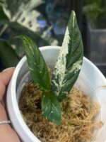 Fikus Sagittata Pink