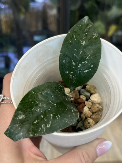 Hoya Amicabilis