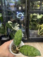 Hoya callistophylla Vena /egzotyczna piękność o niezwykłym unerwieniu liści #1 - obrazek 2