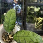 Hoya callystophylla Vena