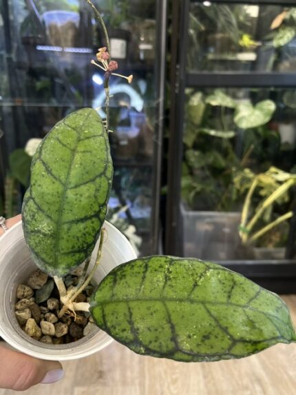 Hoya callystophylla Vena