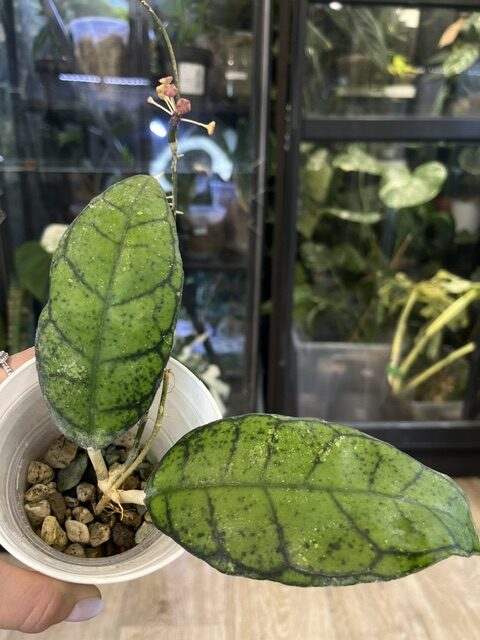 Hoya callystophylla Vena (2) Hoya callystophylla Vena