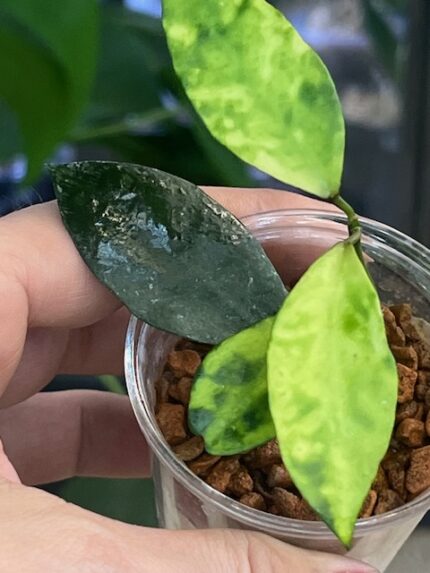 Hoya lacunosa 'Amarillo', rzadka roślina kolekcjonerska o drobnych liściach wybarwiających się na żółto pod wpływem światła, pachnąca hoya o zwisającym pokroju, Variegarden.