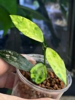 Hoya lacunosa 'Amarillo' #1 - obrazek 2