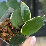 Hoya lacunosa Asami Wonosobo