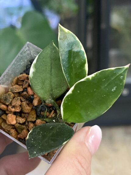 Hoya lacunosa Asami Wonosobo