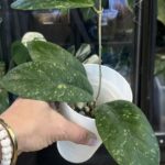 Hoya meredithii Aceh Splash duży twardy liść z wyraźnym ciemnym unerwieniem i gęstym srebrzystym nakropieniem rzadka woskownica kolekcjonerska Variegarden alt tag