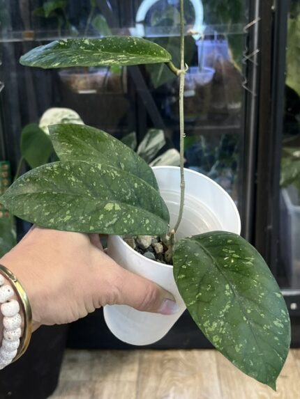 Hoya meredithii Aceh Splash duży twardy liść z wyraźnym ciemnym unerwieniem i gęstym srebrzystym nakropieniem rzadka woskownica kolekcjonerska Variegarden alt tag