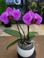 Phalaenopsis Singolo Mino / storczyk / dwa pędy - obrazek 3