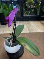 Phalaenopsis Singolo Mino / storczyk / dwa pędy - obrazek 2