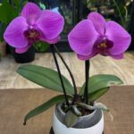 Phalaenopsis Singolo Mino / storczyk / dwa pędy