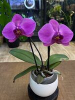 Phalaenopsis Singolo Mino / storczyk / dwa pędy
