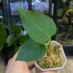 Anthurium Napo, kolekcjonerska roślina o długich zielonych liściach, rzadka odmiana anthurium z Ekwadoru, aksamitne ulistnienie o smukłym kształcie, Variegarden.