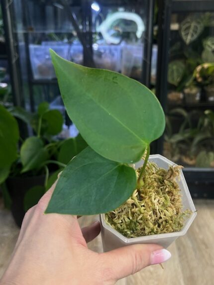 Anthurium Napo, kolekcjonerska roślina o długich zielonych liściach, rzadka odmiana anthurium z Ekwadoru, aksamitne ulistnienie o smukłym kształcie, Variegarden.