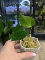 Anthurium Napo #1 - obrazek 2