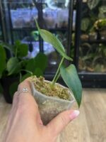 Anthurium Napo #1 - obrazek 3