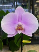 Phalaenopsis Singolo Mino - Różowy / storczyk / bardzo duży kwiat / z doniczką