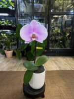 Phalaenopsis Singolo Mino - Różowy / storczyk / bardzo duży kwiat / z doniczką - obrazek 2