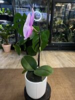 Phalaenopsis Singolo Mino - Różowy / storczyk / bardzo duży kwiat / z doniczką - obrazek 4