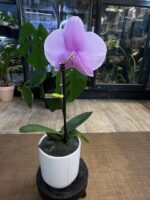 Phalaenopsis Singolo Mino - Różowy / storczyk / bardzo duży kwiat / z doniczką - obrazek 3