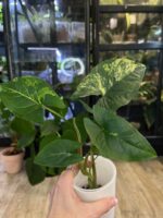 Syngonium Yellow variegata #2 - obrazek 2