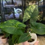Syngonium Yellow variegata