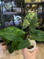 Syngonium Yellow variegata