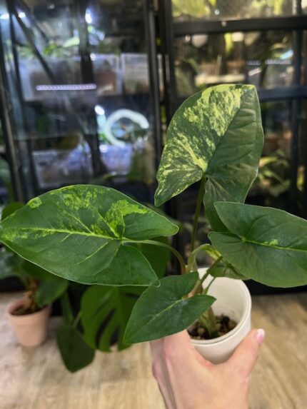 Syngonium Yellow variegata