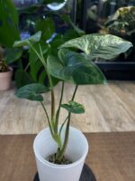 Syngonium Yellow variegata #2 - obrazek 4