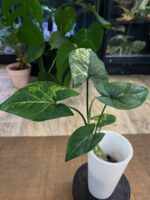 Syngonium Yellow variegata #2 - obrazek 5
