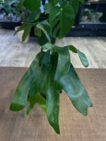 Platycerium (hillii x alcicorne) 'Moose' #1 - obrazek 5