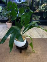 Platycerium (hillii x alcicorne) 'Moose' #1 - obrazek 4
