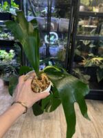 Platycerium (hillii x alcicorne) 'Moose' #1 - obrazek 3